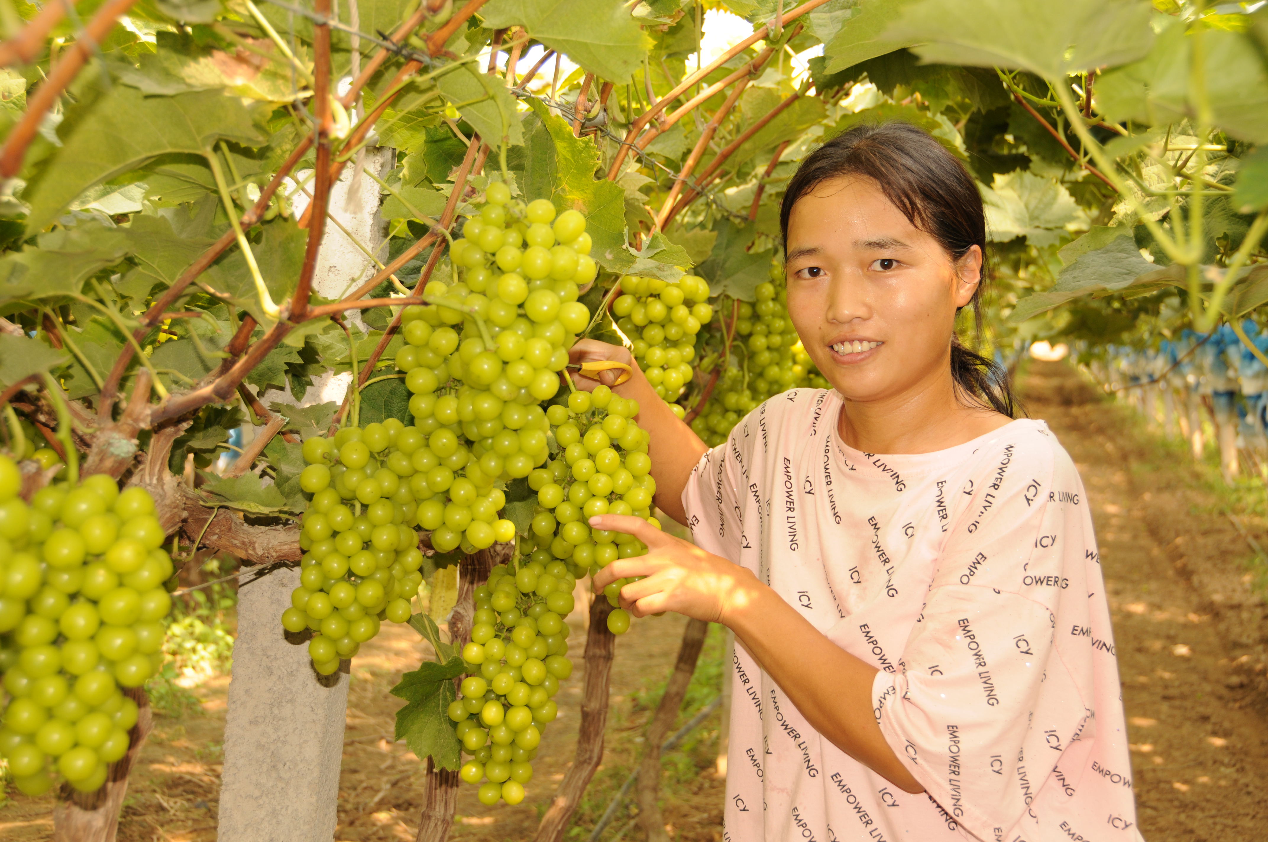 8 今日定陶 葡萄豐收日子甜(分離圖)D(2440041)-20231025093500.jpg